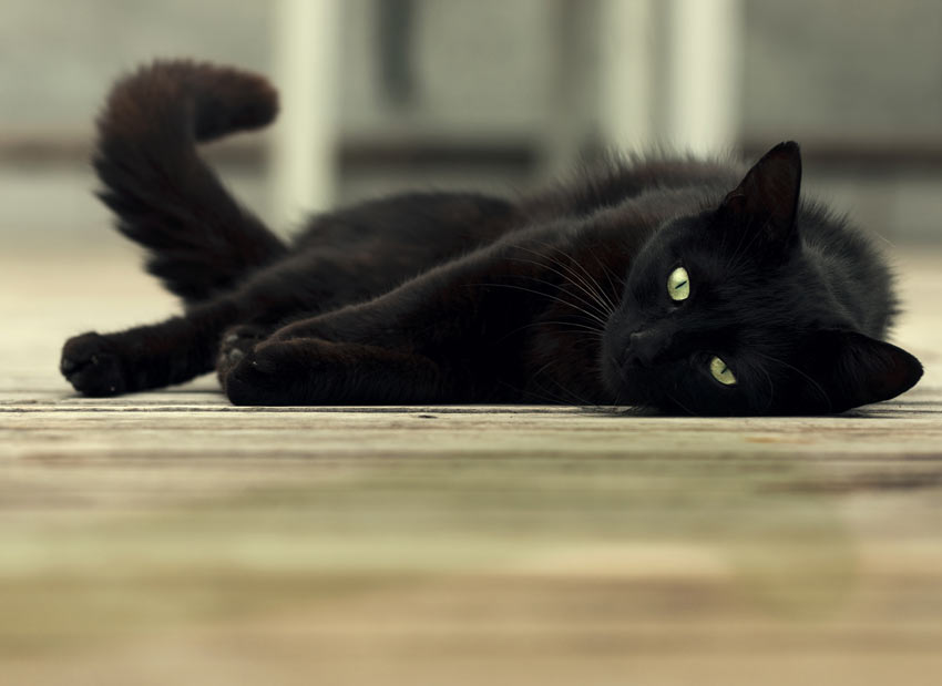 Un chat noir aux grands yeux verts qui s'étire