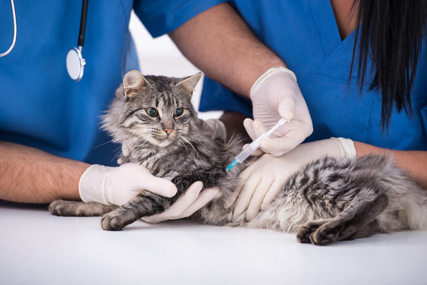 A cat getting a booster vaccination at the vets