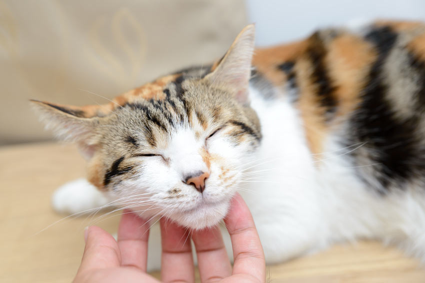 A cat having a good chin rub with its owner