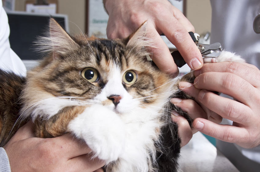 A cat having its claws trimmed with some clippers