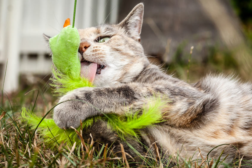  Un chat qui lèche son jouet et s’amuse avec dans le jardin