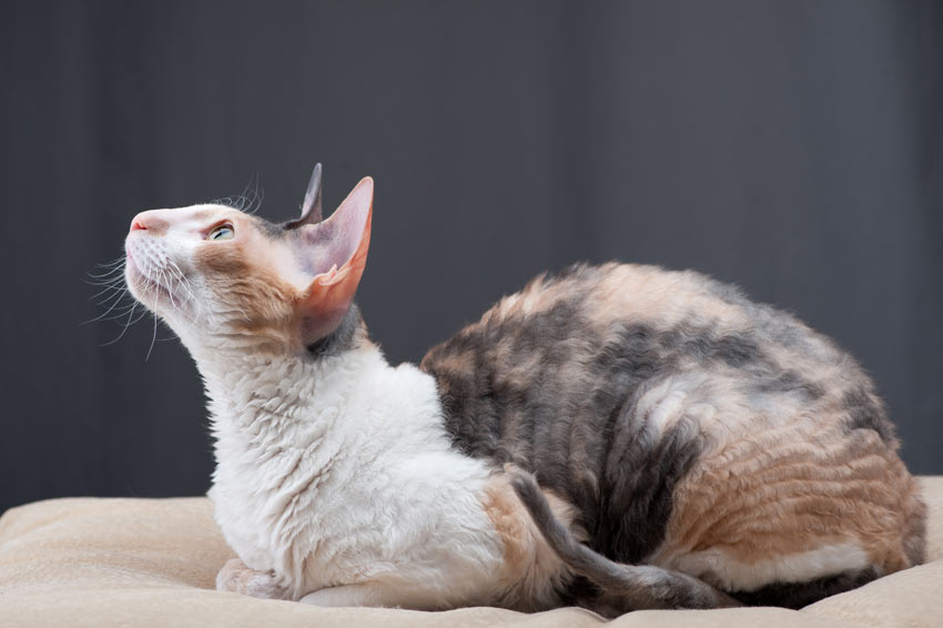 A clever and inquisitive Cornish Rex