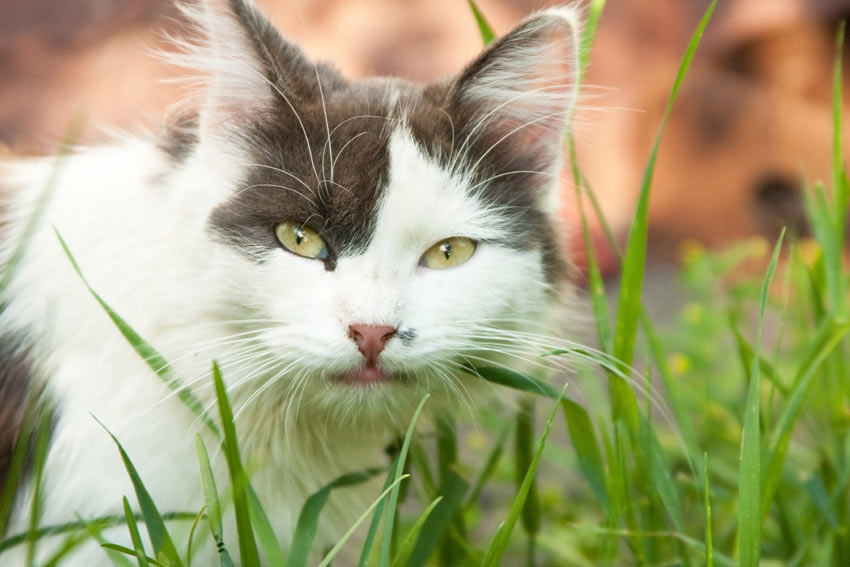 A close up of a black and white domestic cat eating grass