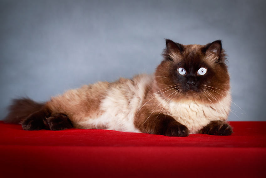 Eine Colour-Point Katze mit einem wunderschön gemustertem Fell