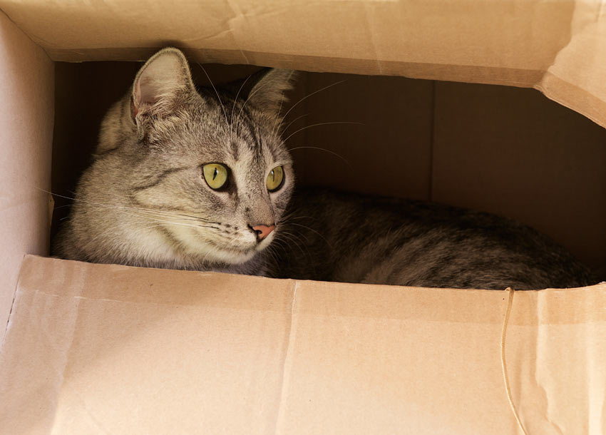 Eine neugierige getigerte Katze, die sich in einem Pappkarton versteckt