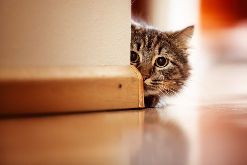 A cute tabby cat poking its head around the corner
