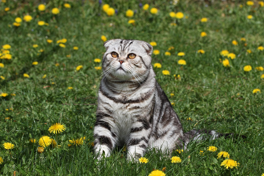 Eine markant gekennzeichnete British-Kurzhaar  Katze