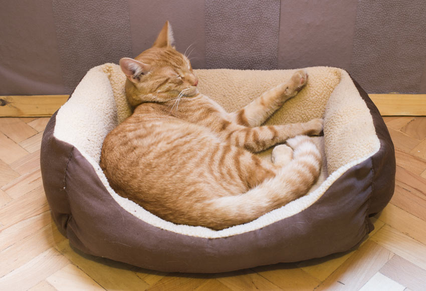 A ginger cat enjoying her bed