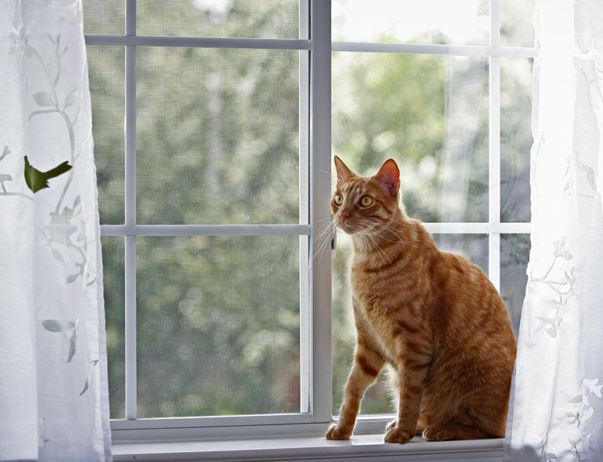Eine rothaarige Katze sitzt vor einem geschlossenen Fenster