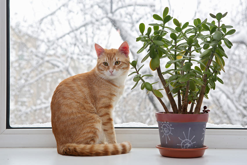 A ginger cat sitting next to an indoor plant