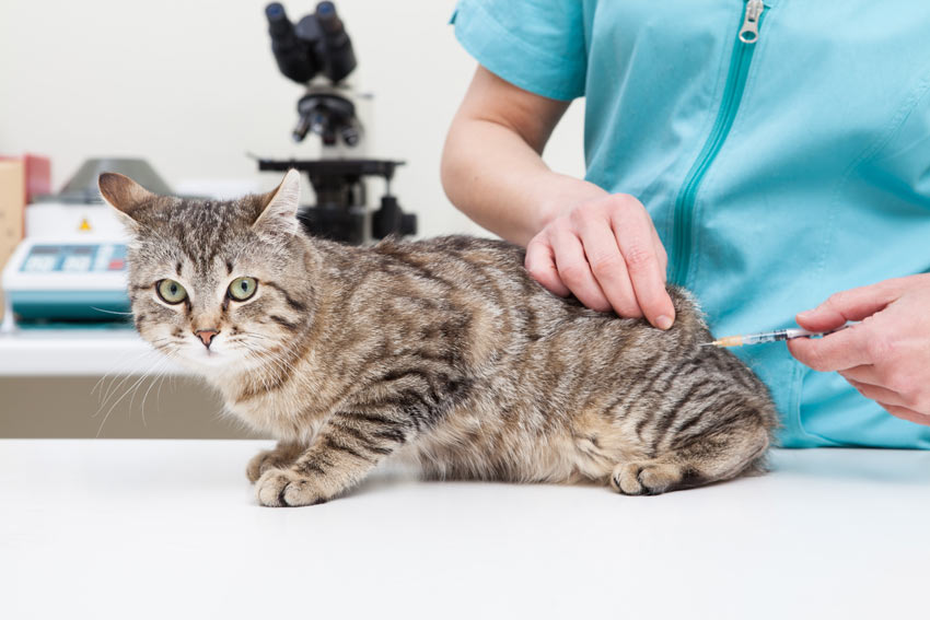 A grey tabby cat having its first vaccination injection