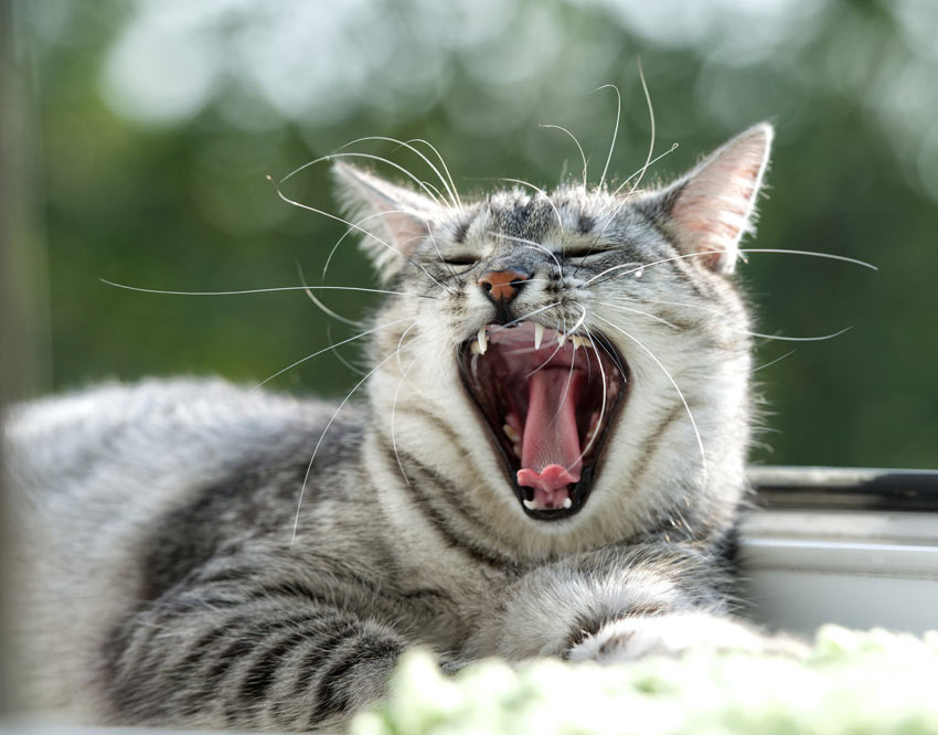 Eine grau getigerte Katze gähnt und zeigt ihre sauberen weißen Zähne