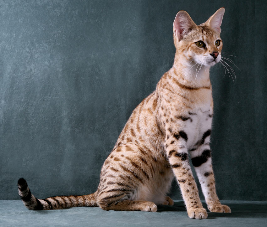 A highly active and intelligent Savannah Cat