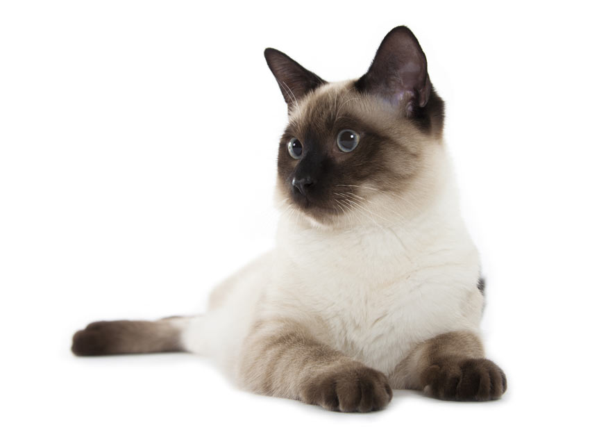 A hypoallergenic Siamese Cat that doesn't shed its fur