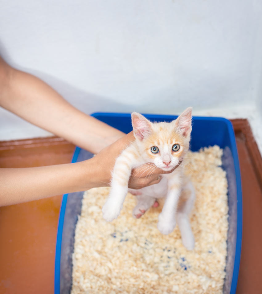  Un chaton qui utilise un bac à litière placé dans un coin à l’écart du passage