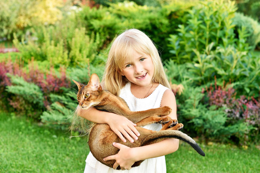Ein kleines Mädchen hält seine wunderschöne Abessinierkatze