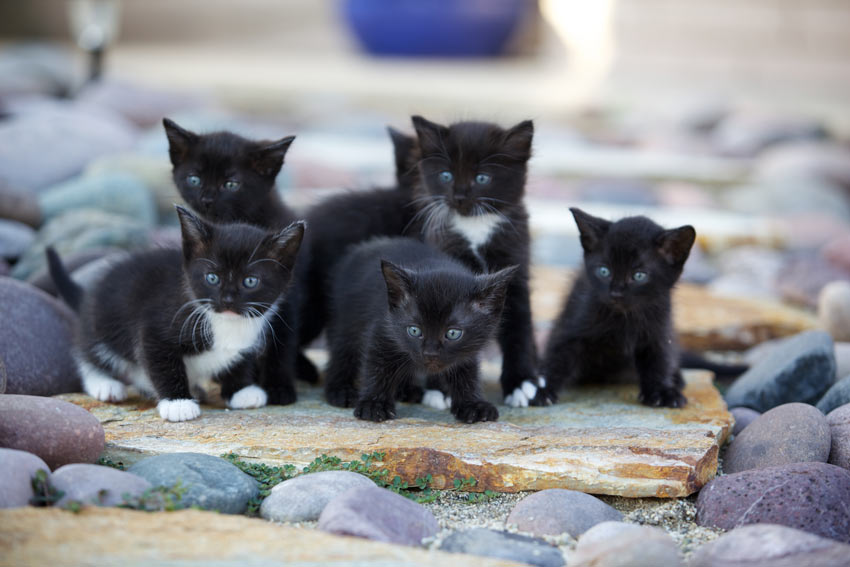 A littler of black and white kittens outside on some rocks