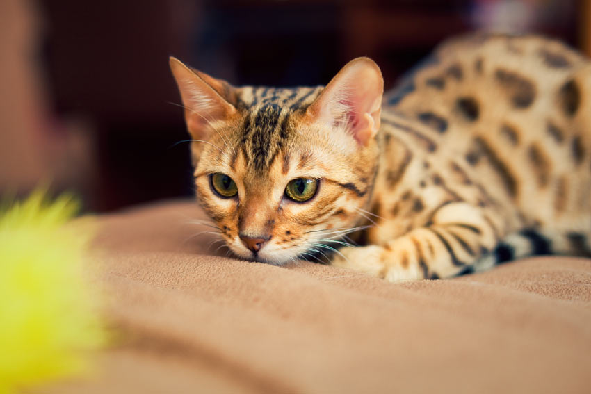 A lovely little Bengal kitten playing in the house