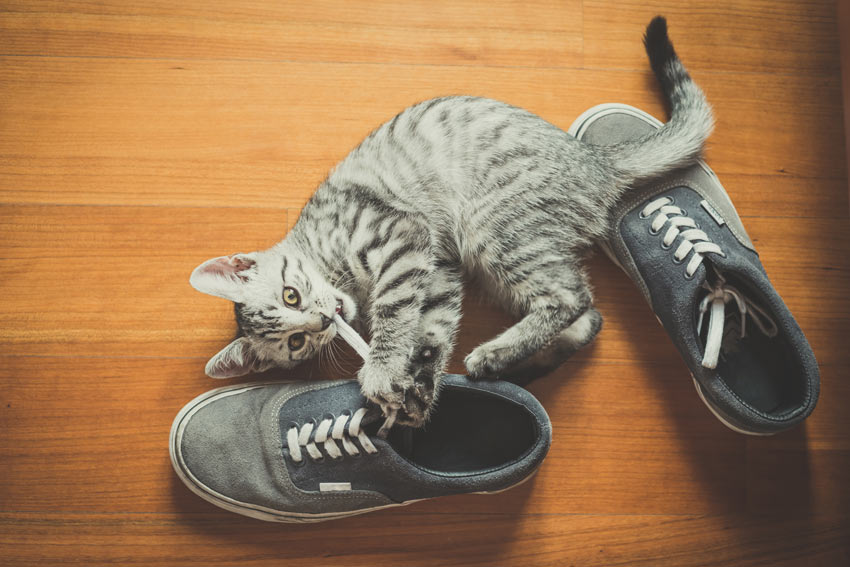 En fin, liten spräcklig kattunge leker med ett par skor