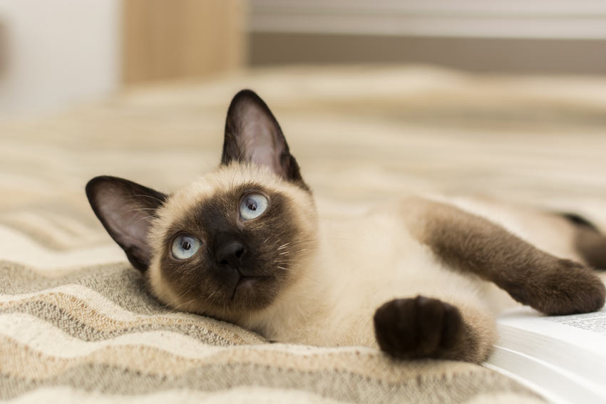 Eine hübsche Siamkatze mit schönen blauen Augen