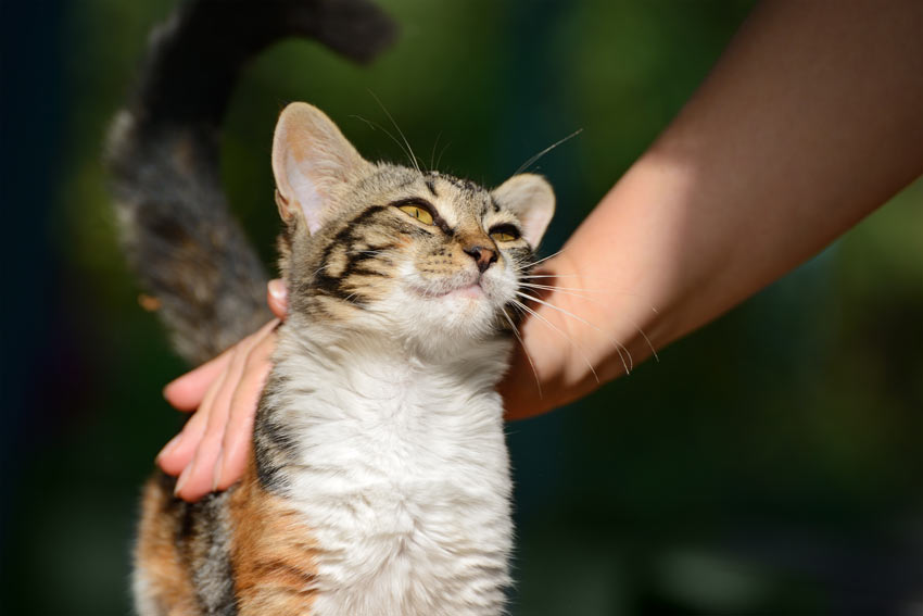 A lovely young tabby cat enjoying being stroked by its owner