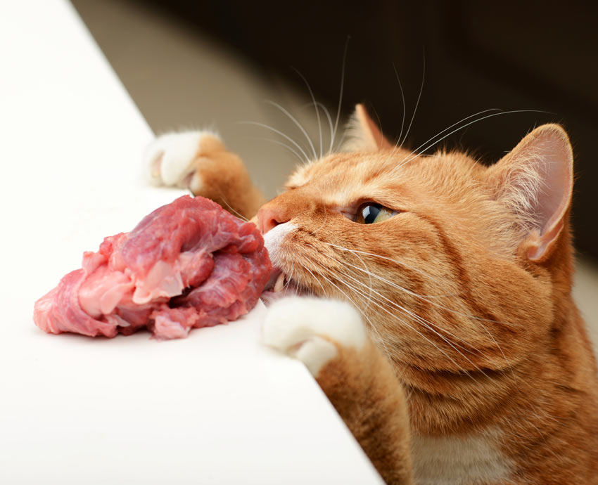A naughty cat stealing a meaty treat