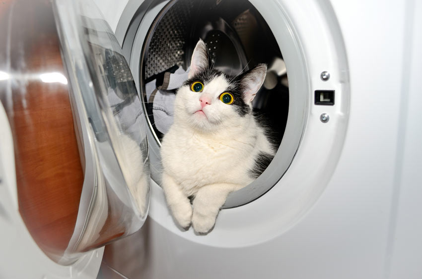 Eine schwarz-weisse Katze, die es sich in der Waschmaschine gemütlich gemacht hat