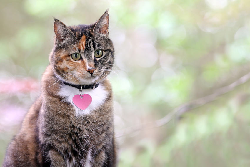 A portrait of an adult tabby cat wearing a collar and tag