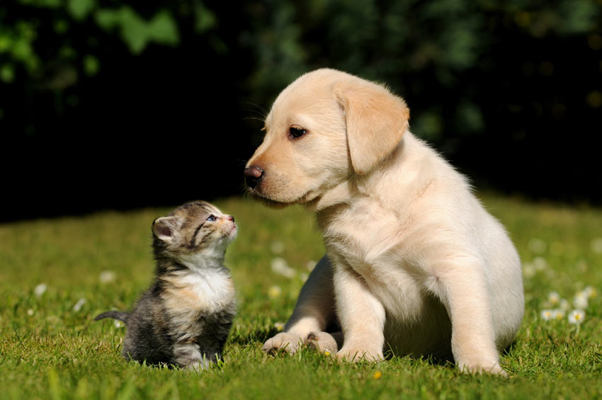 A puppy and a kitten meeting for the first time