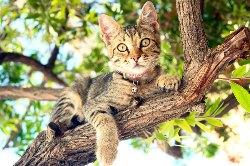 A short haired tabby lying happily in a tree
