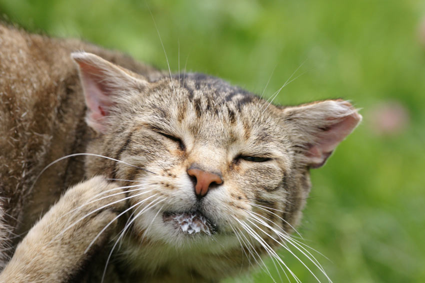 Parasites Cat Health Cats Guide Omlet UK
