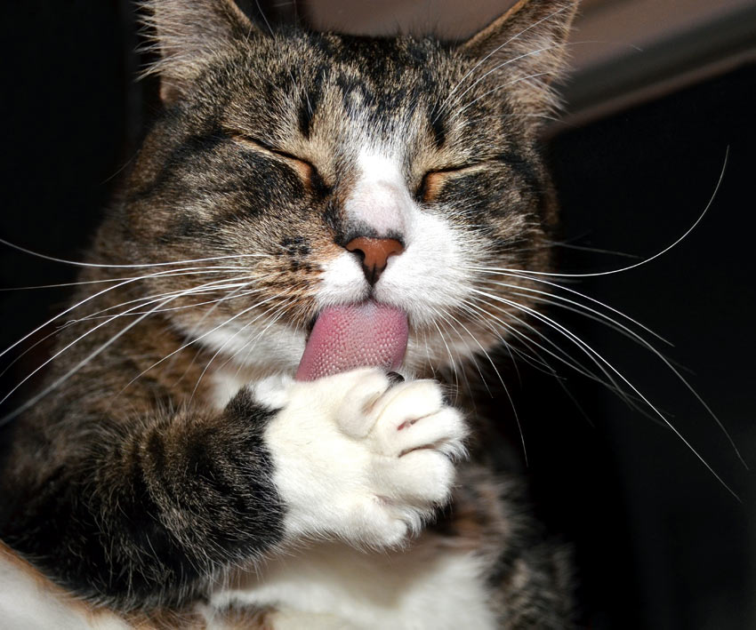 Eine süße Tabby Katze schleckt sich genüsslich die Butter von den Pfoten