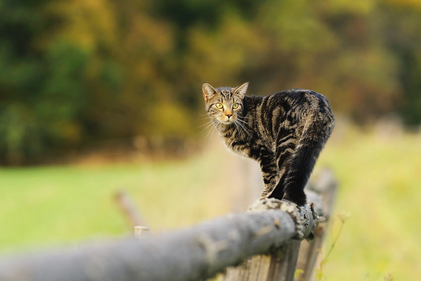 A tabby cat outside walking along a fense