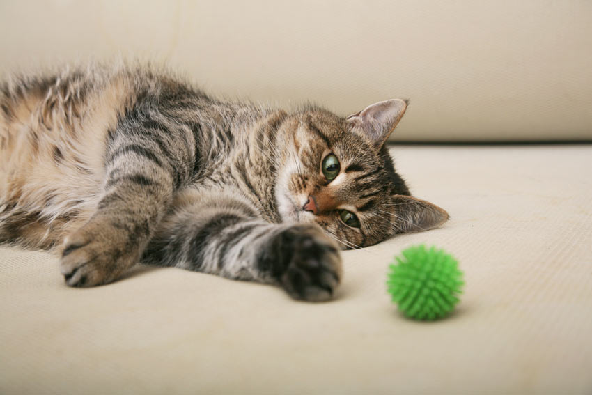 Eine getigerte Katze spielt mit einem grünen Ball