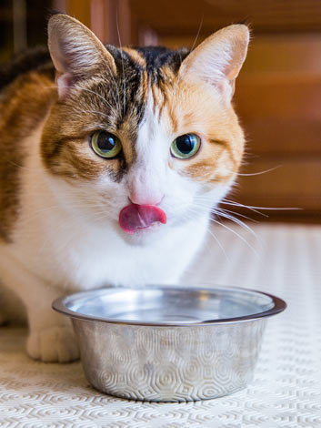 Eine Schildpatt Katze leckt sich nach einem erfrischenden Schluck die Lippen