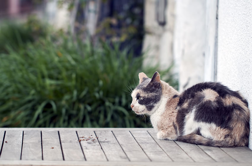 Eine dreifarbige Katze ruht sich auf dem Gartentisch aus