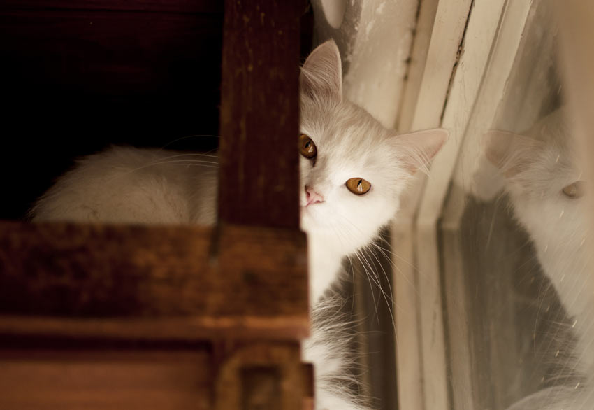 A young white cat hiding around the corner in the home