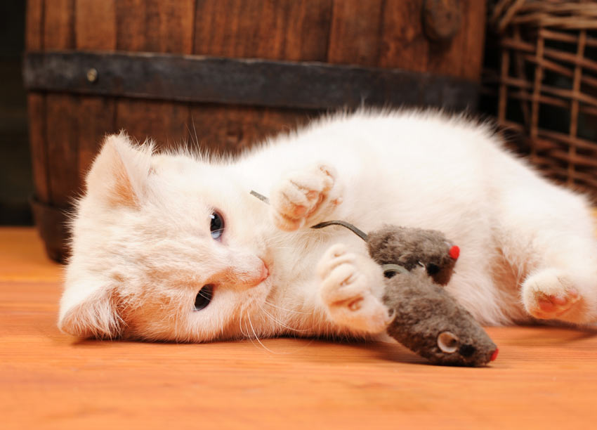 A young white kitten playing with a toy mouse