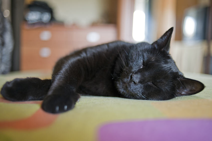 An adorable but lazy black cat sleeping indoors