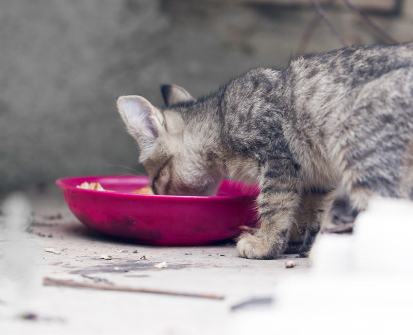 An adorable tabby kitten eating a bowl of food