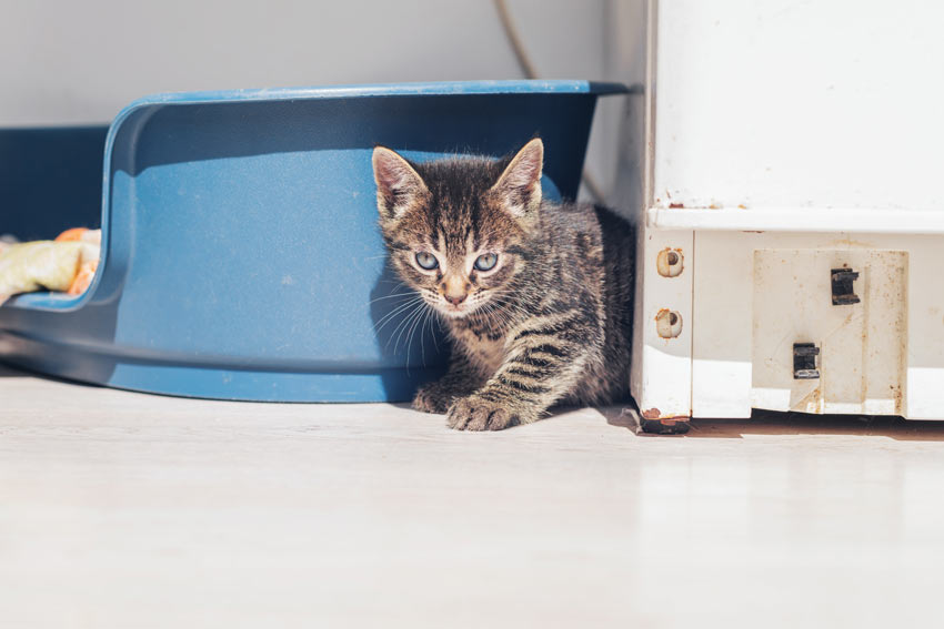 An adorable tabby kitten exploring her new surroundings