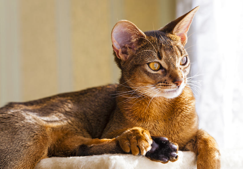 An adult Abyssinian cat lying down looking out of the window