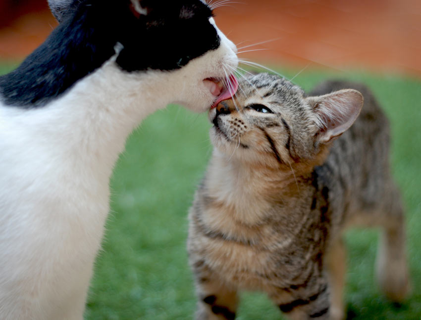 Eine ältere Katze putzt das Fell im Gesicht einer jüngeren Katze