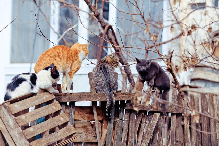 Vilda katter sitter på ett staket