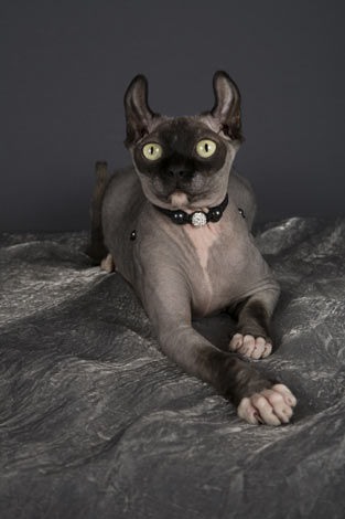 Die eher ungewöhnlich aussehende Dwelf-Katze
