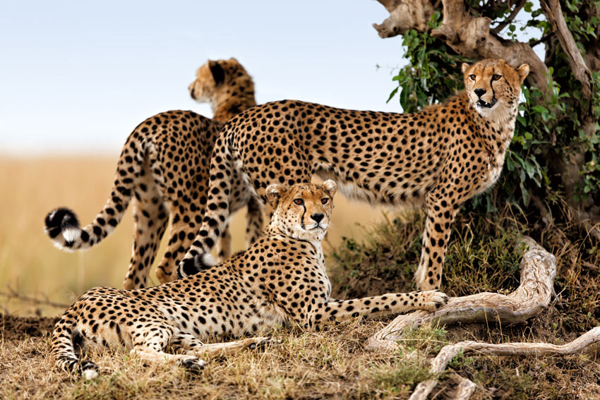 Tre vilda afrikanska katter: en gepardfamilj i Kenya