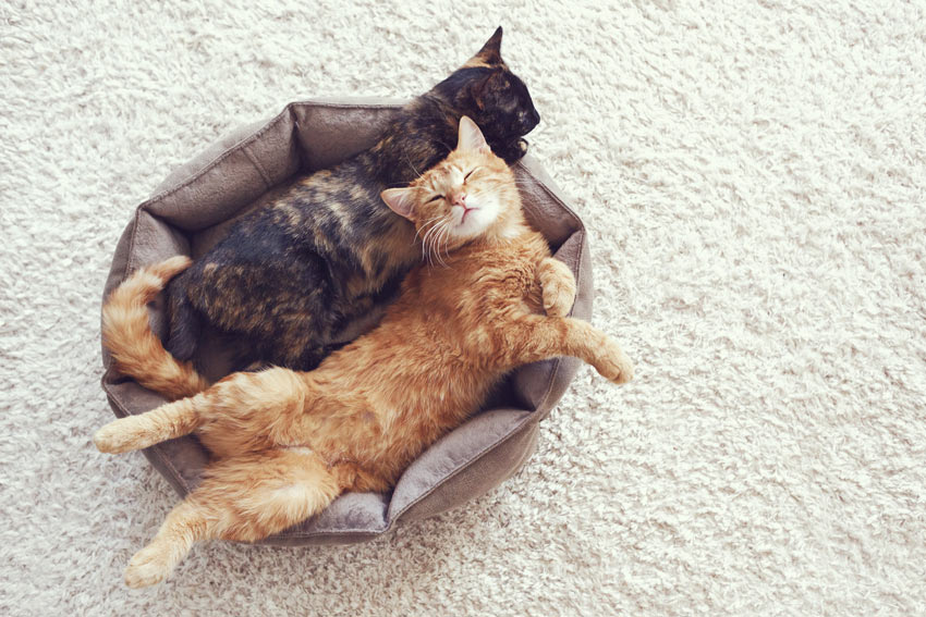 Zwei dösende Katzen in ihrem Bett