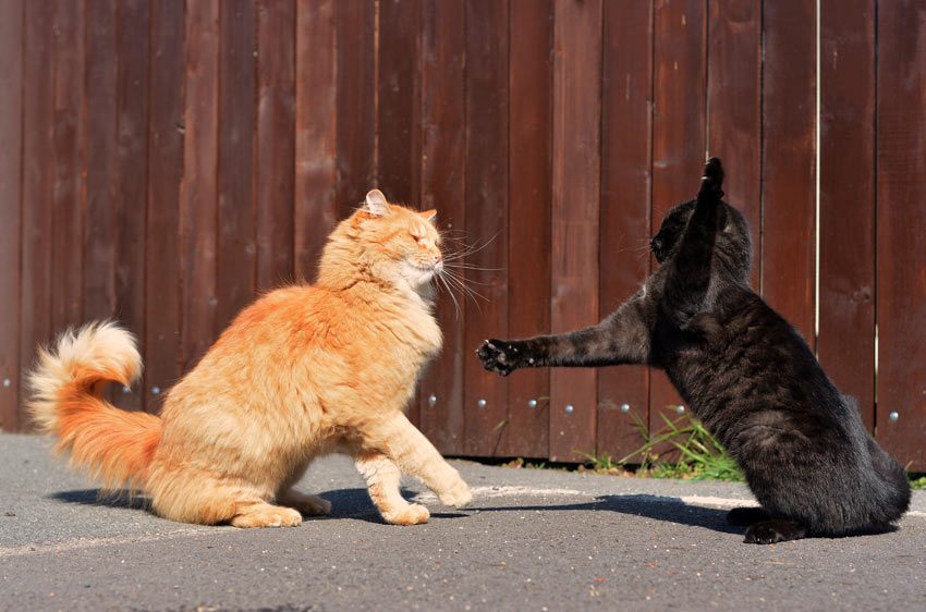 Zwei Katzen begegnen sich zum ersten Mal