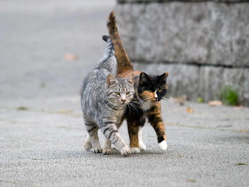 Zwei Katzen mit ähnlichem Alter und Temperament, die sich gut verstehen.