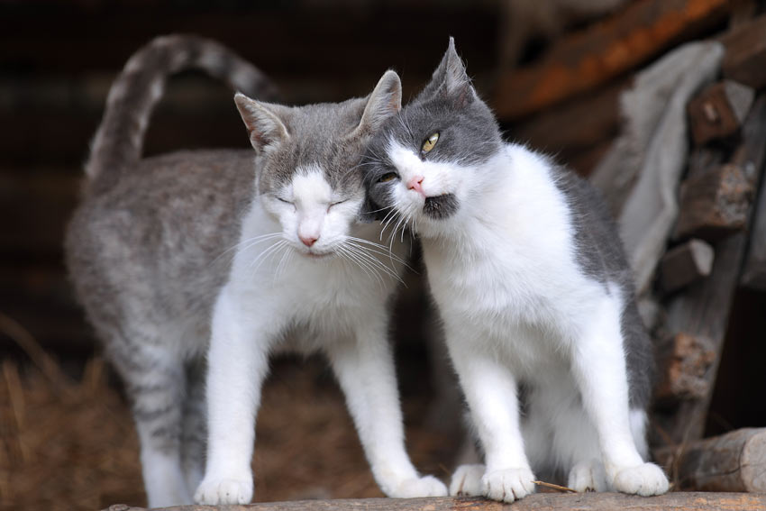 Zwei niedliche Katzen, die sich Gesellschaft leisten